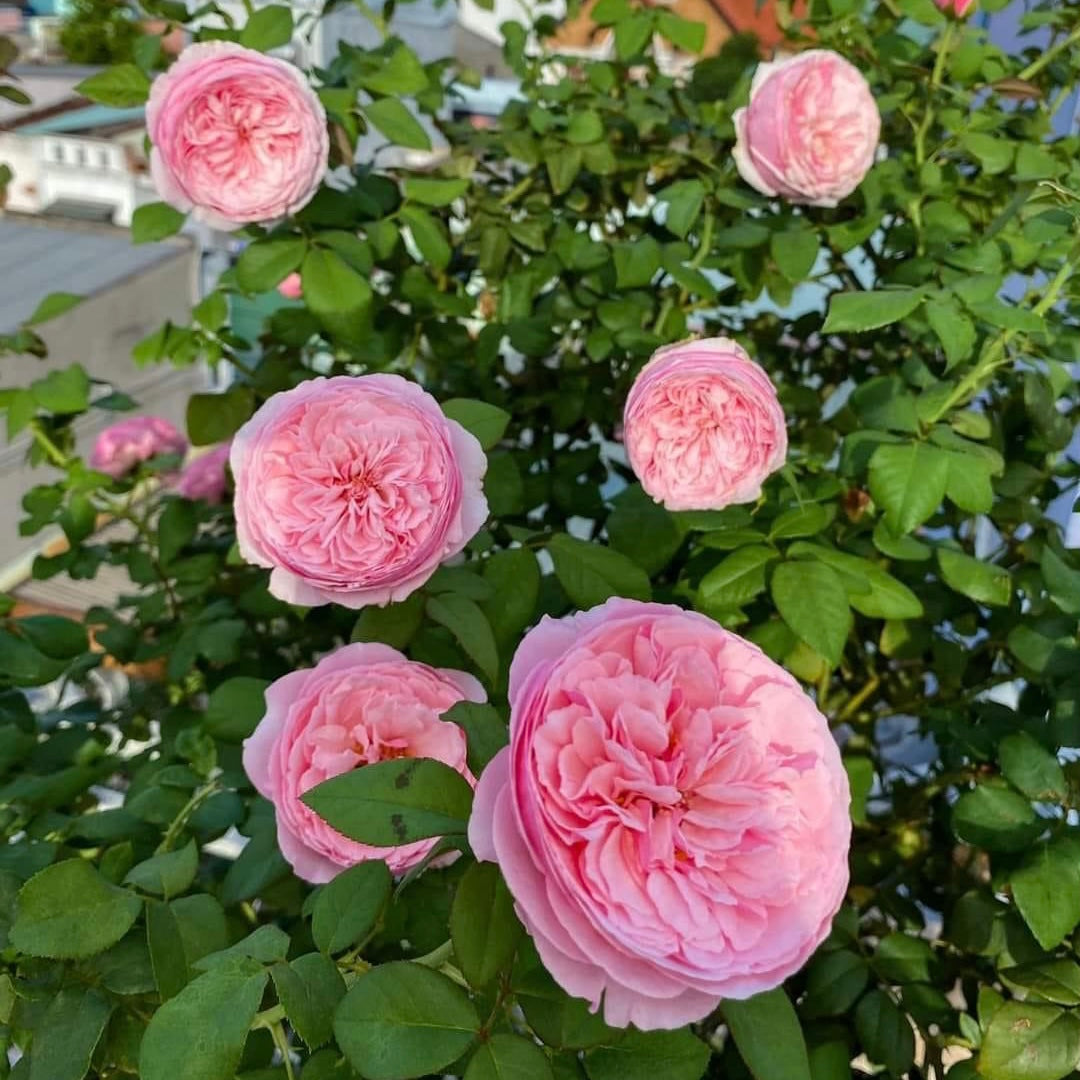 Carey: Mini Grafted Rose Plant