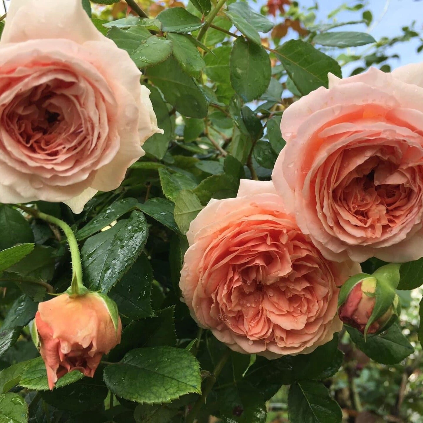 Abraham Darby ( Medium Size)