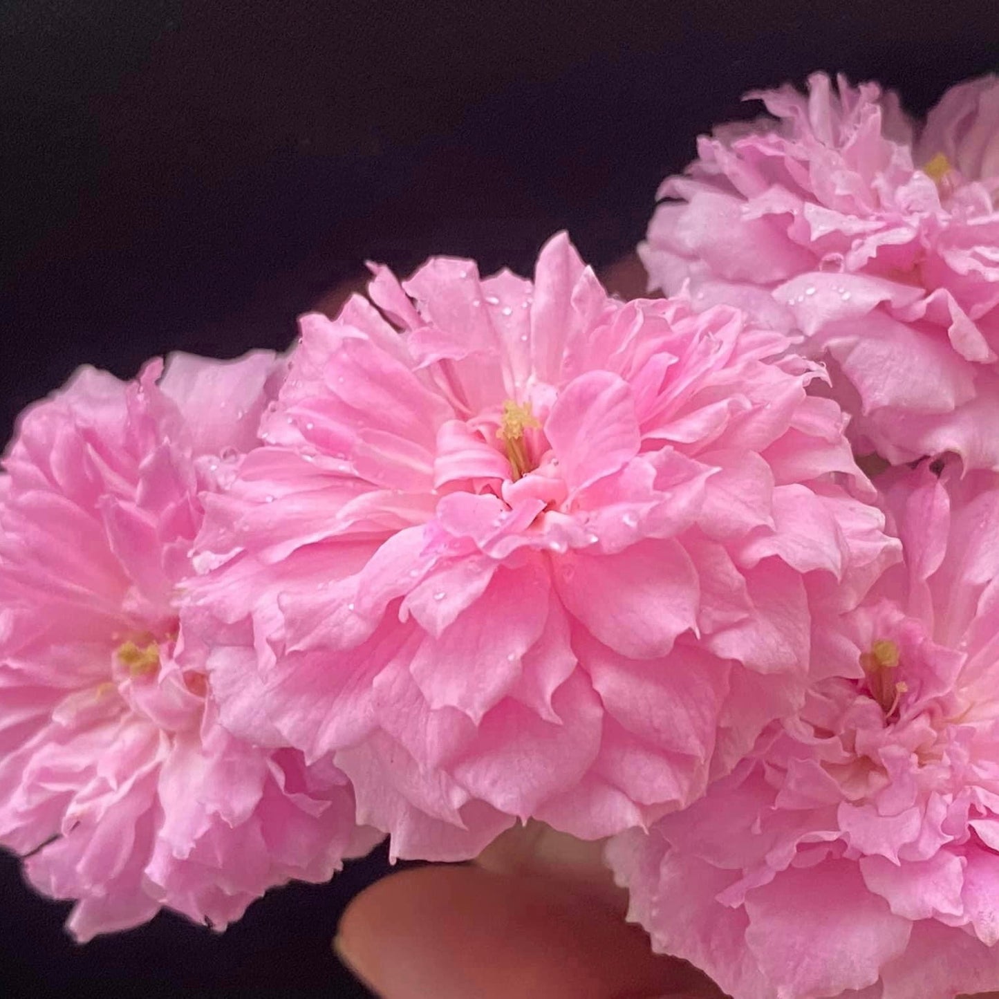 Caldwell Pink