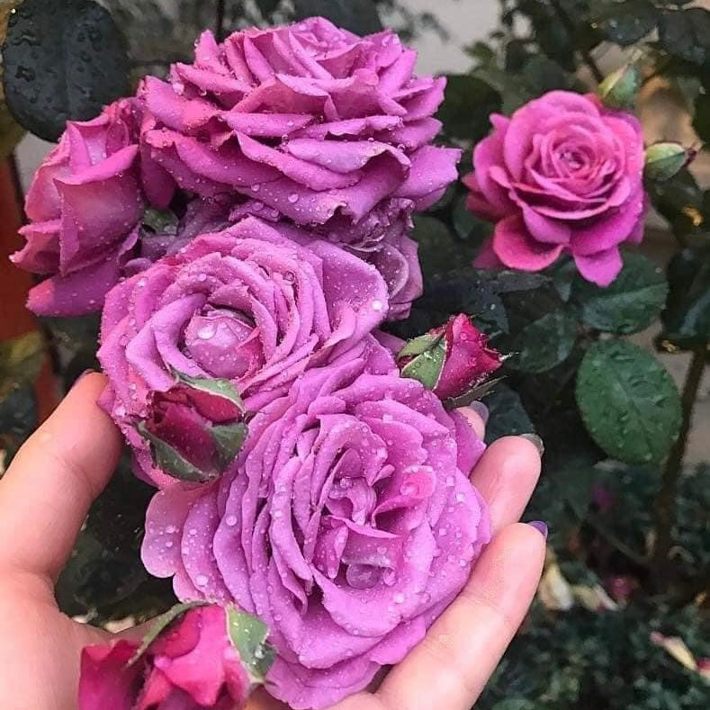 Plum Perfect
