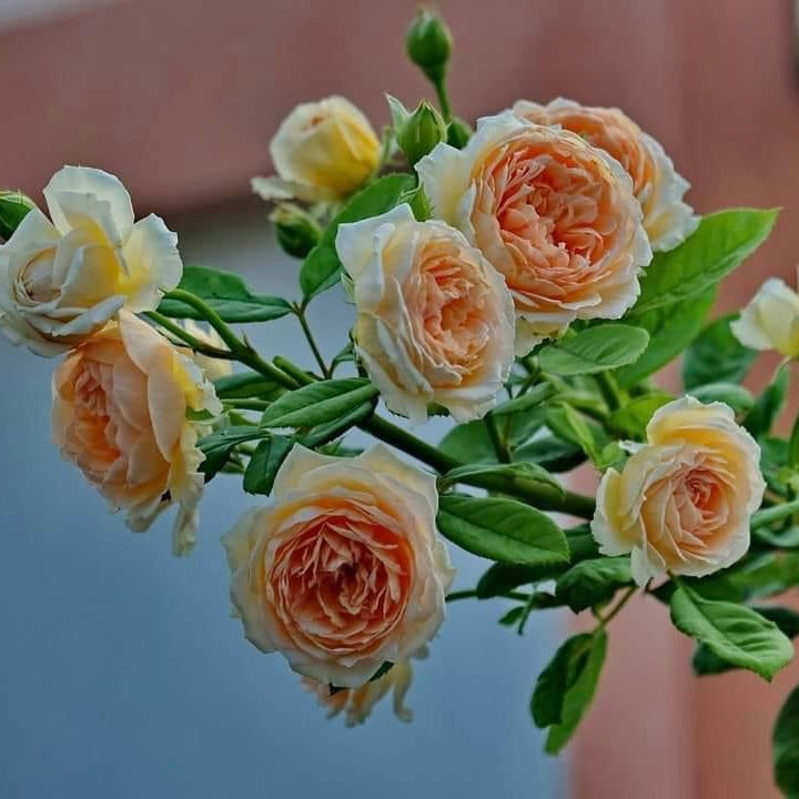 Crown Princess Margareta