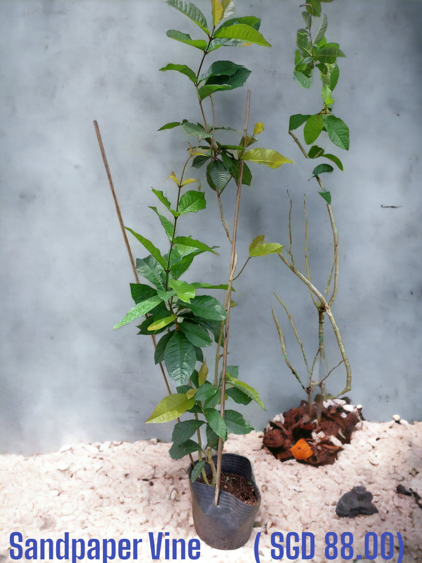 Sandpaper Vine: Nature's Color-Changing Marvel