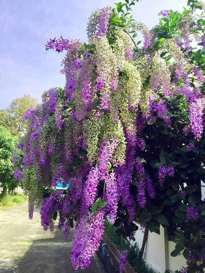 Sandpaper Vine: Nature's Color-Changing Marvel