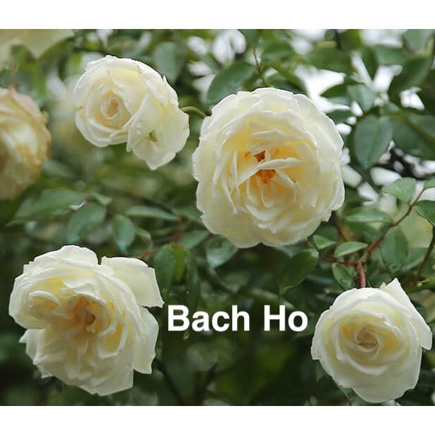 Air-layering Rooted Rose