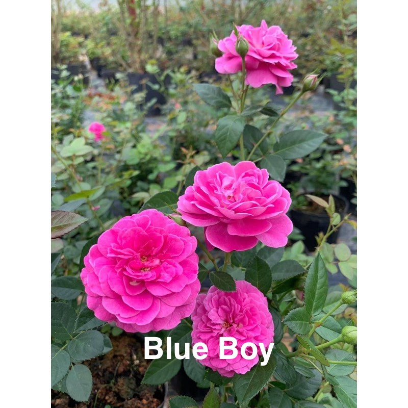 Air-layering Rooted Rose