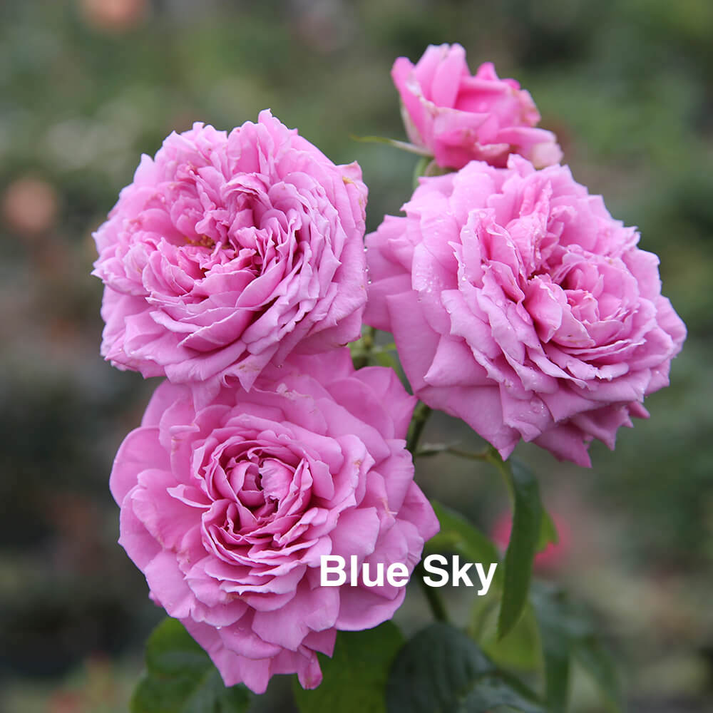 Air-layering Rooted Rose