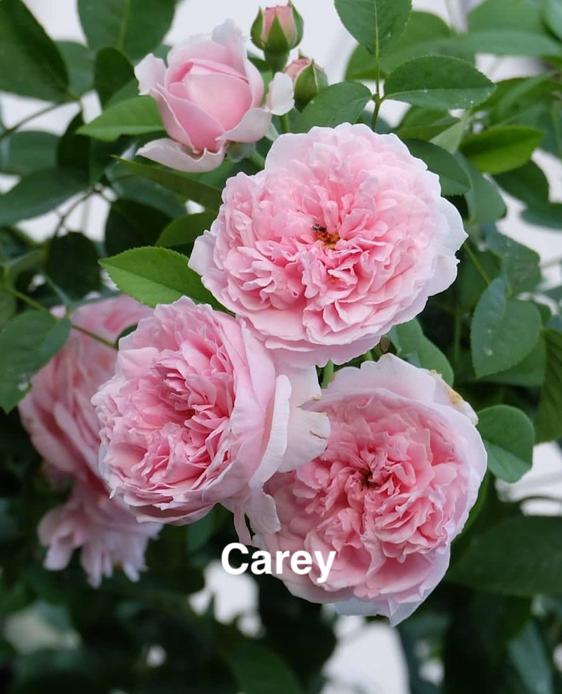Air-layering Rooted Rose