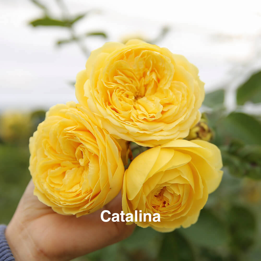 Air-layering Rooted Rose