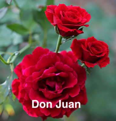Air-layering Rooted Rose