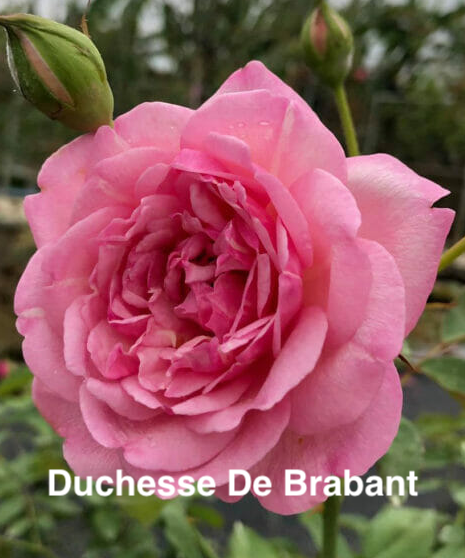 Air-layering Rooted Rose