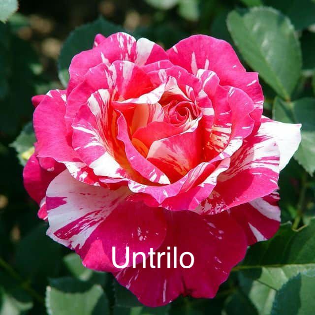 Air-layering Rooted Rose