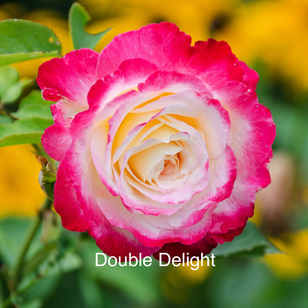 Air-layering Rooted Rose