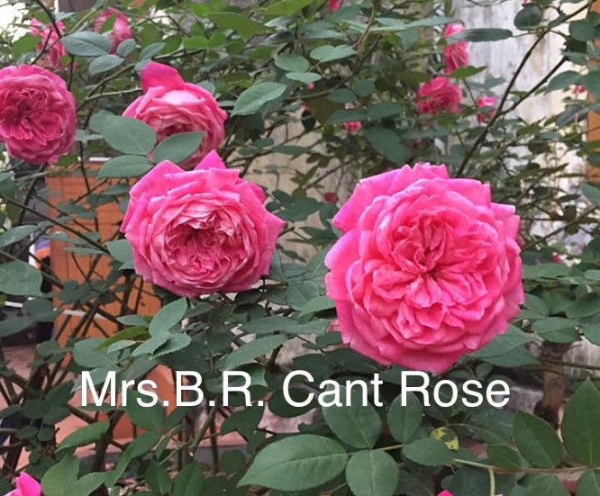 Air-layering Rooted Rose