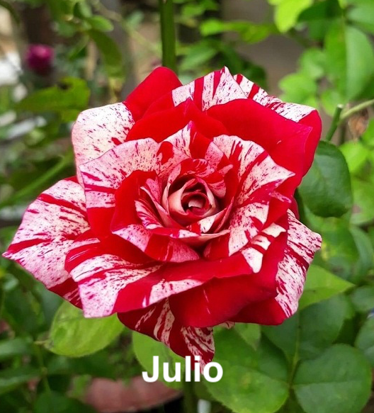 Air-layering Rooted Rose