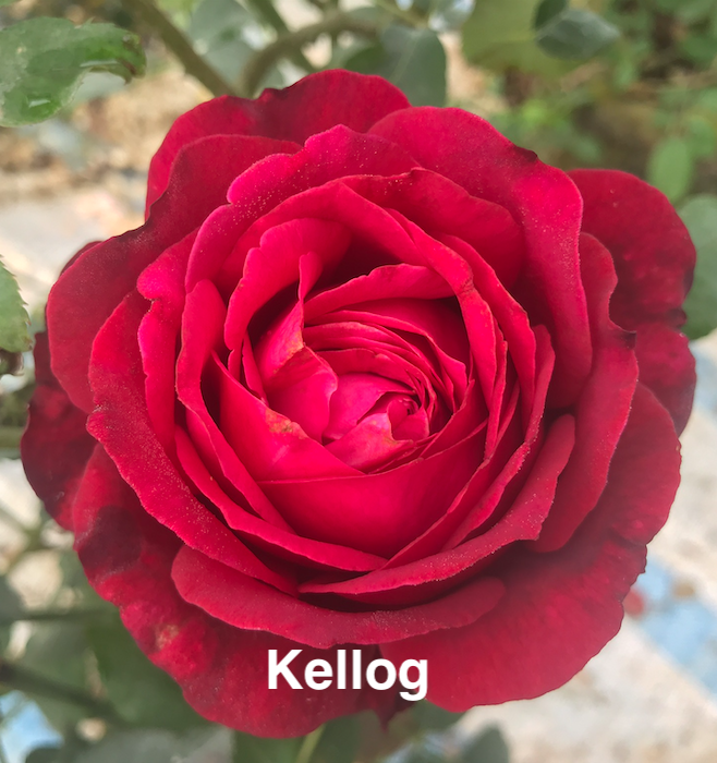 Air-layering Rooted Rose