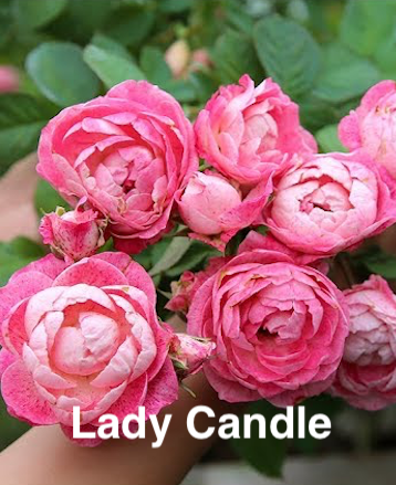 Air-layering Rooted Rose