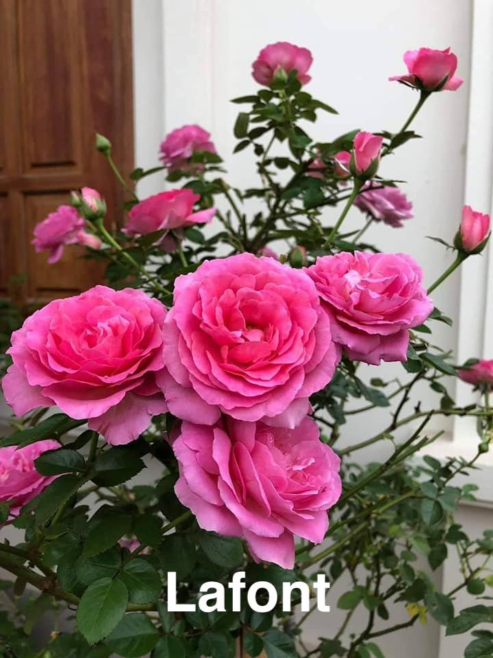Air-layering Rooted Rose