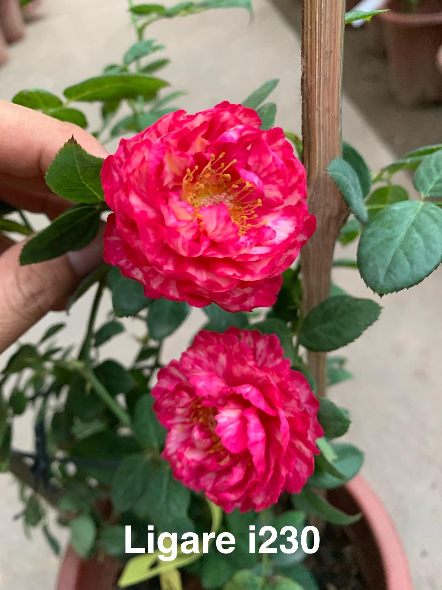 Air-layering Rooted Rose