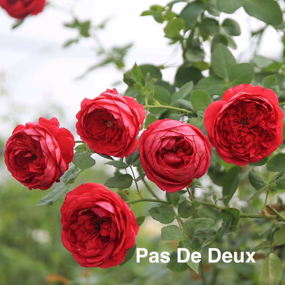 Air-layering Rooted Rose