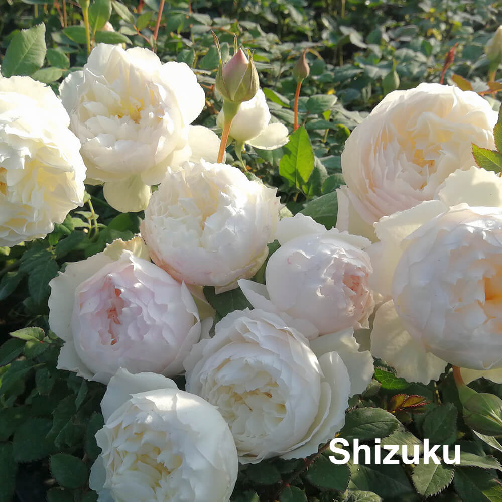 Air-layering Rooted Rose