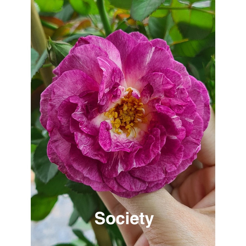 Air-layering Rooted Rose