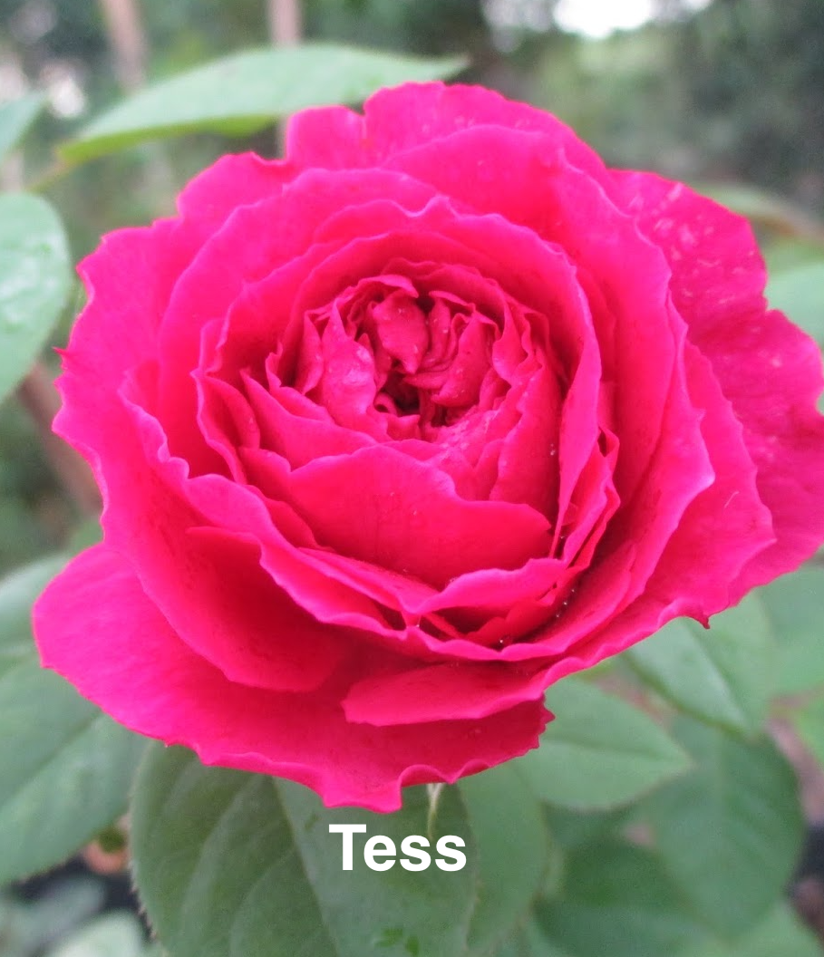 Air-layering Rooted Rose