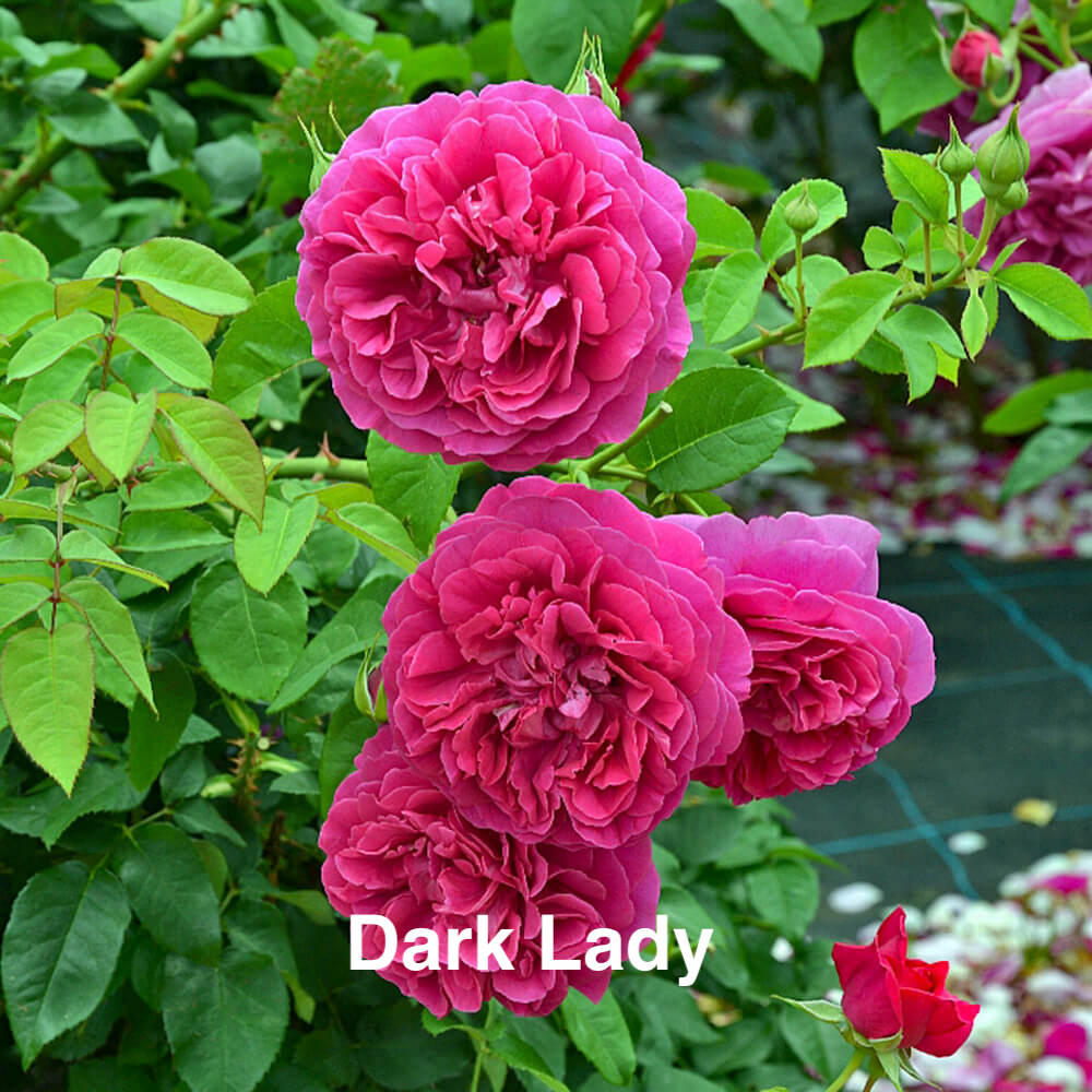 Air-layering Rooted Rose