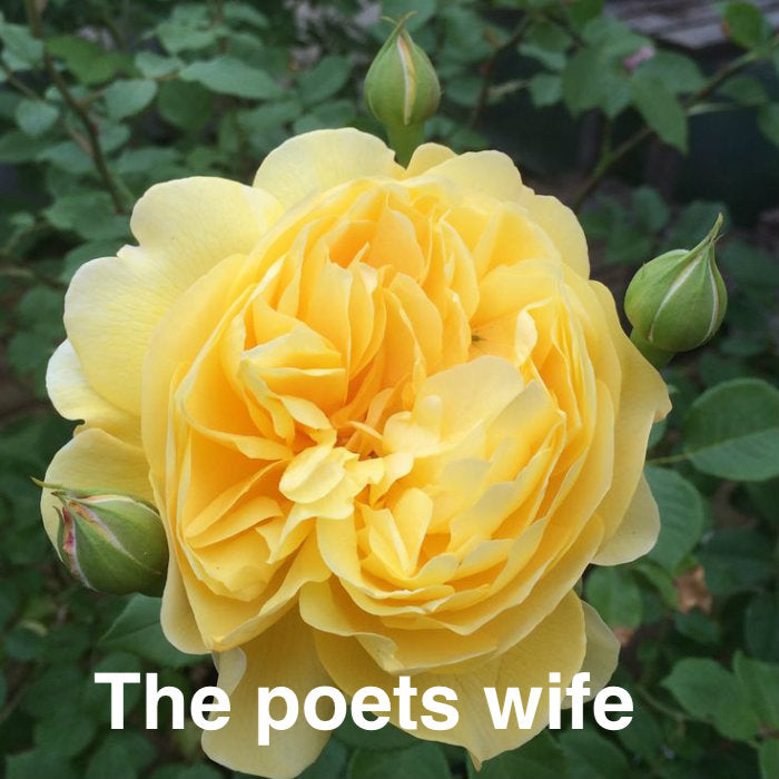 Air-layering Rooted Rose