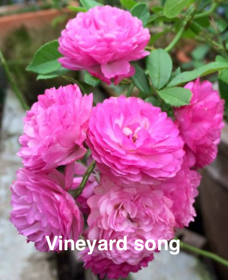 Air-layering Rooted Rose