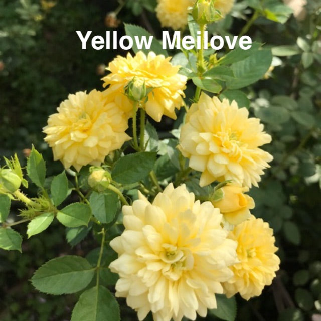 Air-layering Rooted Rose