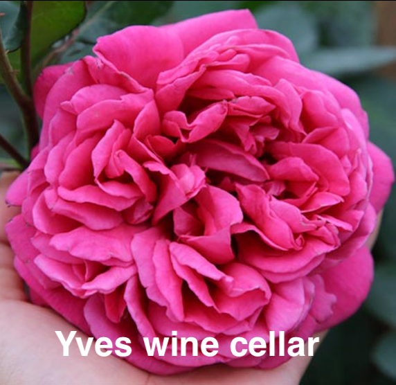Air-layering Rooted Rose