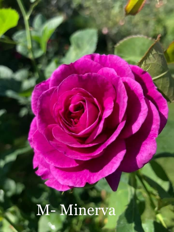 Air-layering Rooted Rose