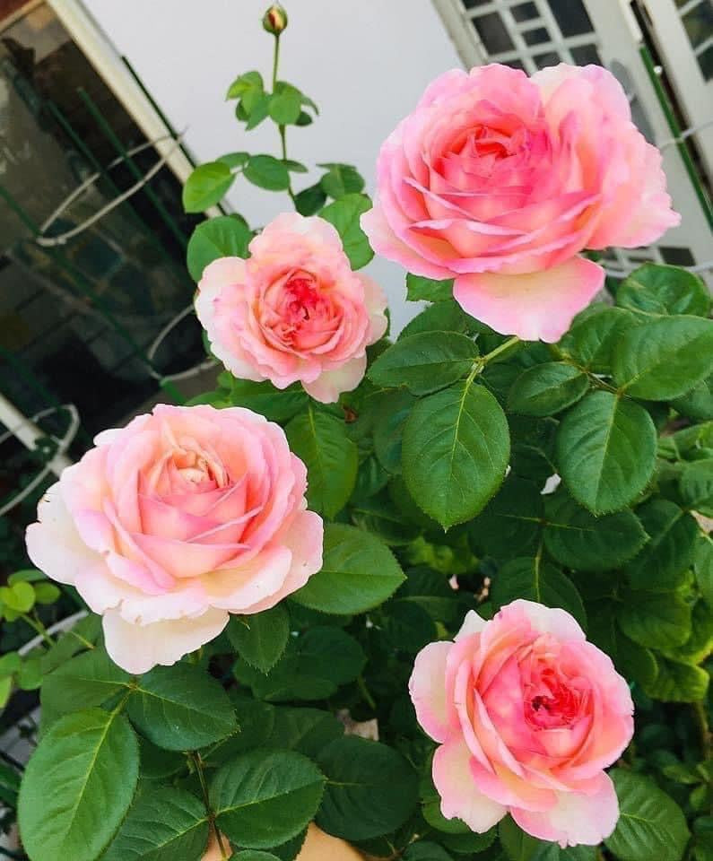 Aube Rose