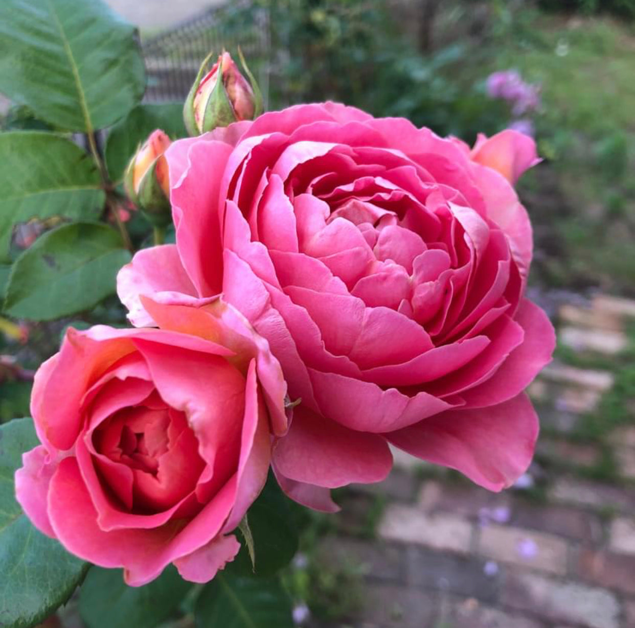 Enchanting Elegance: Amandine Chanel Climbing Rose