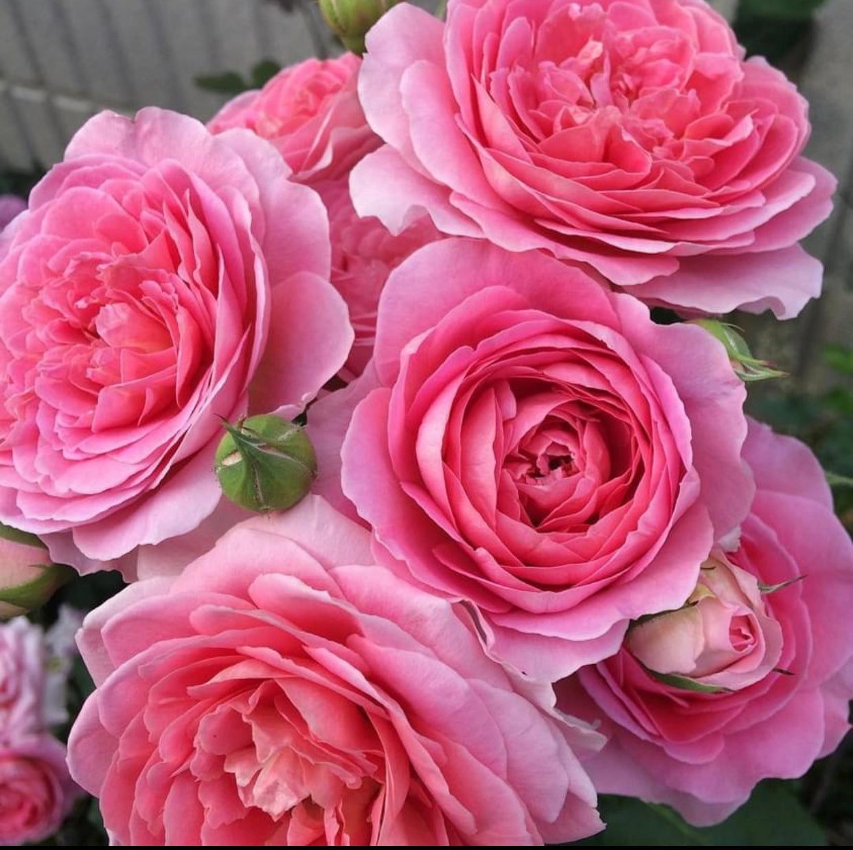 Enchanting Elegance: Amandine Chanel Climbing Rose