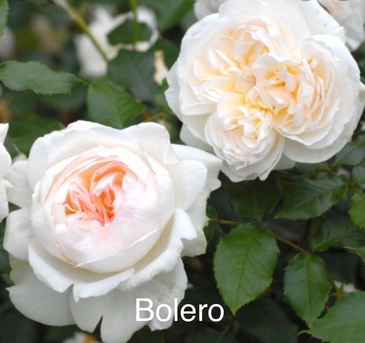 Air-layering Rooted Rose