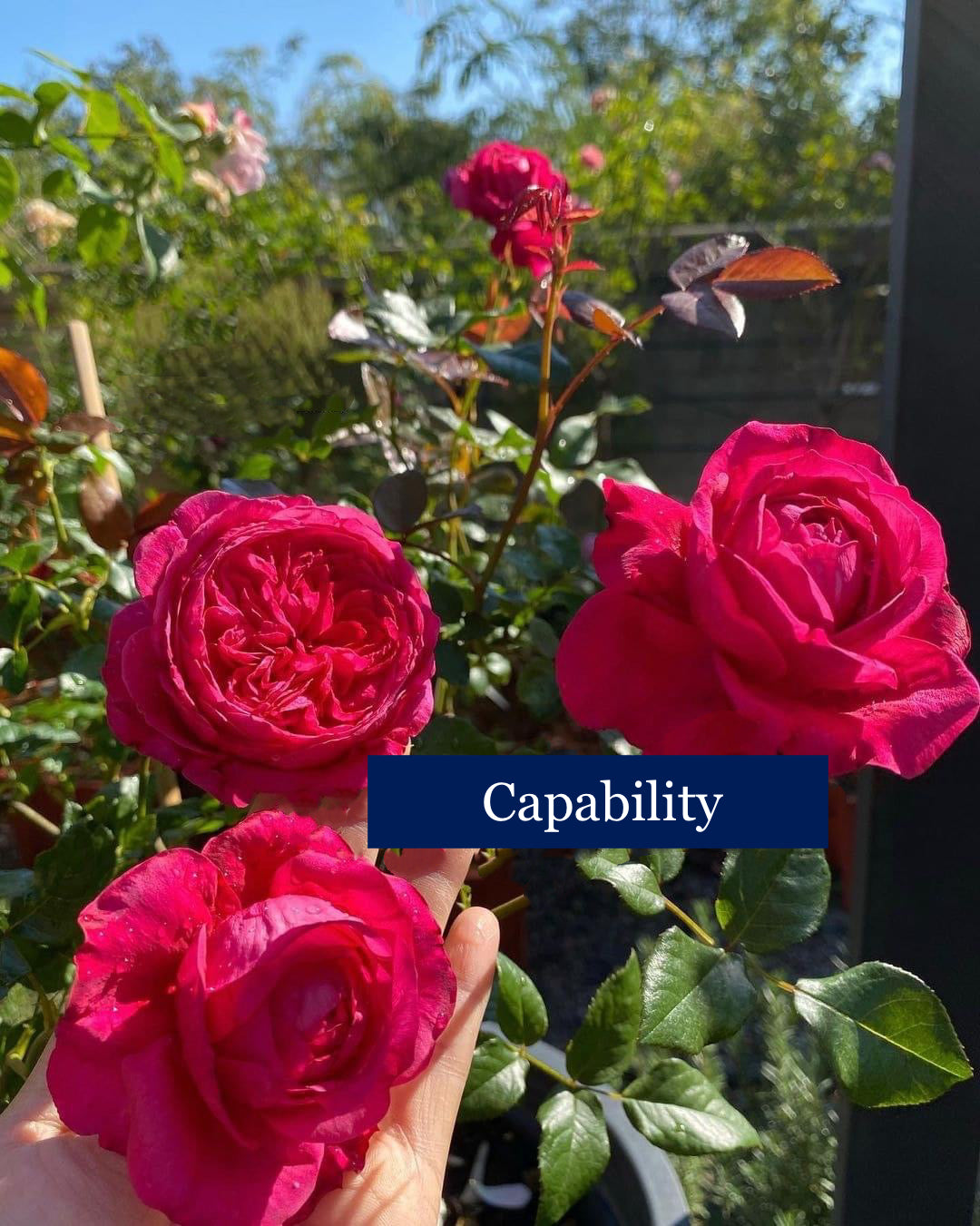 Capability