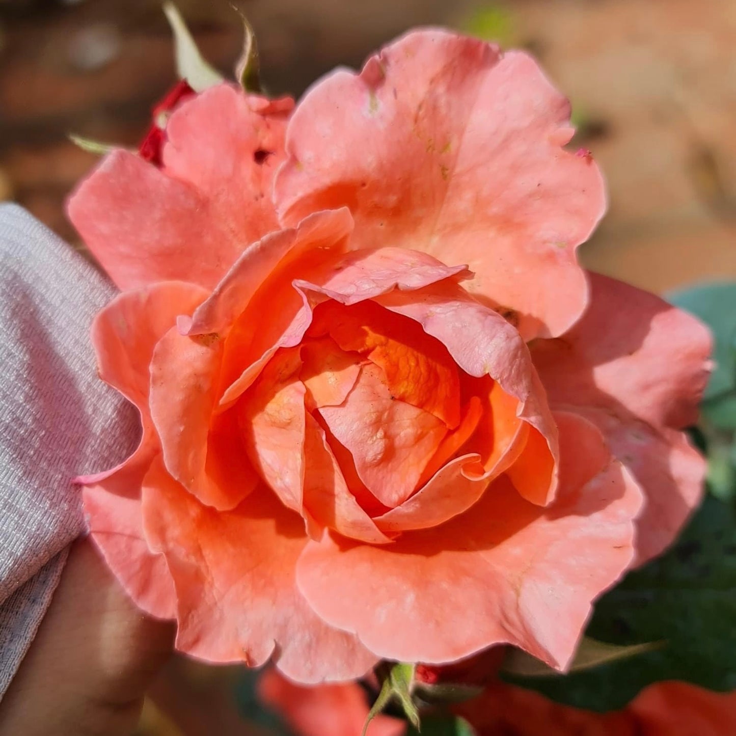Corail Gelee