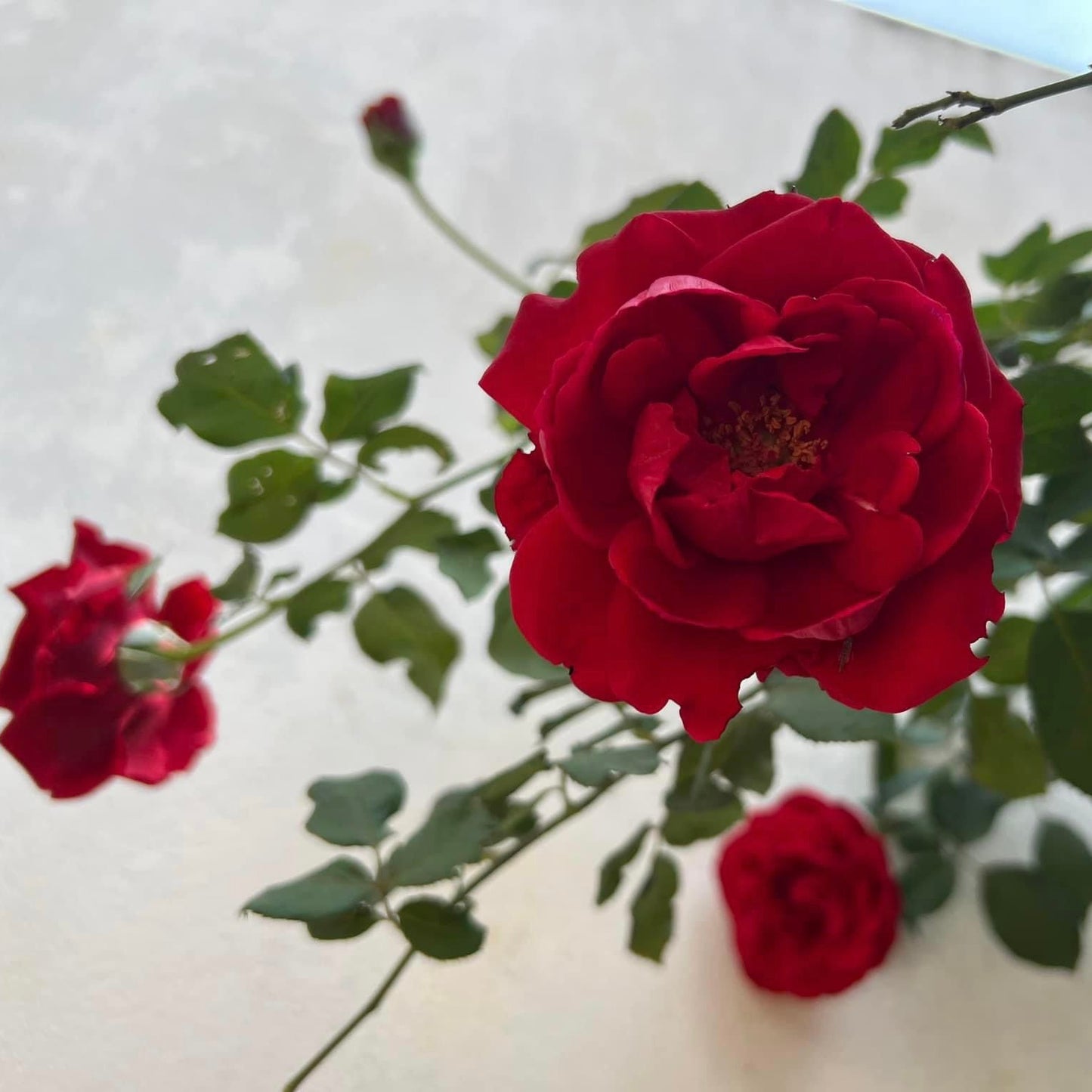 Don Juan- Own Root Rose Plant