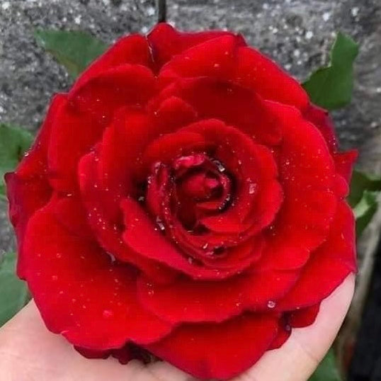 Don Juan- Own Root Rose Plant