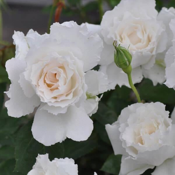 Le Blanc