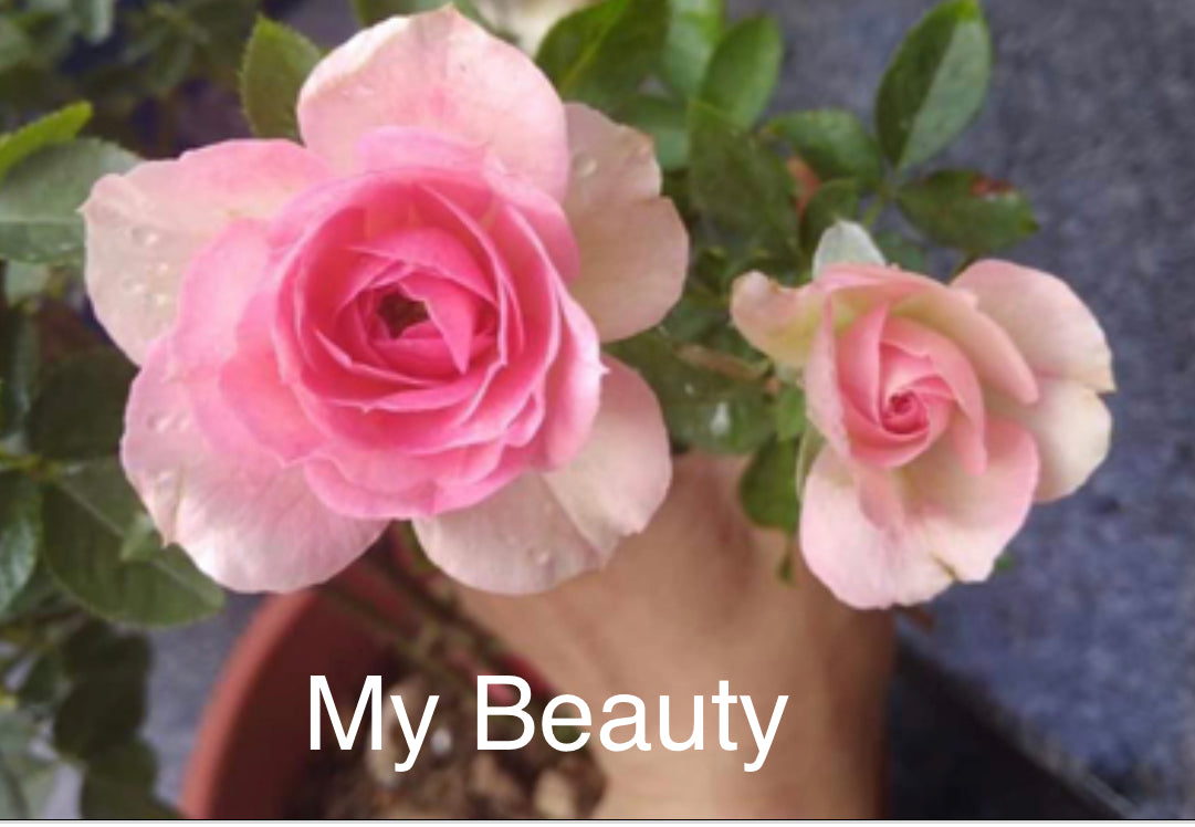 Air-layering Rooted Rose