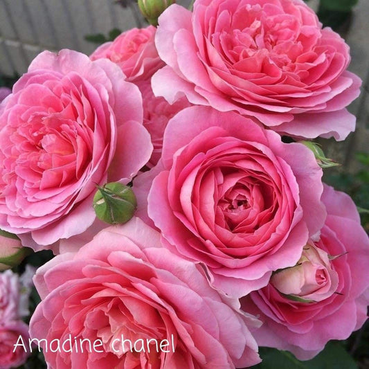 Enchanting Elegance: Amandine Chanel Climbing Rose