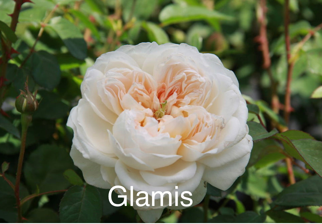 Air-layering Rooted Rose