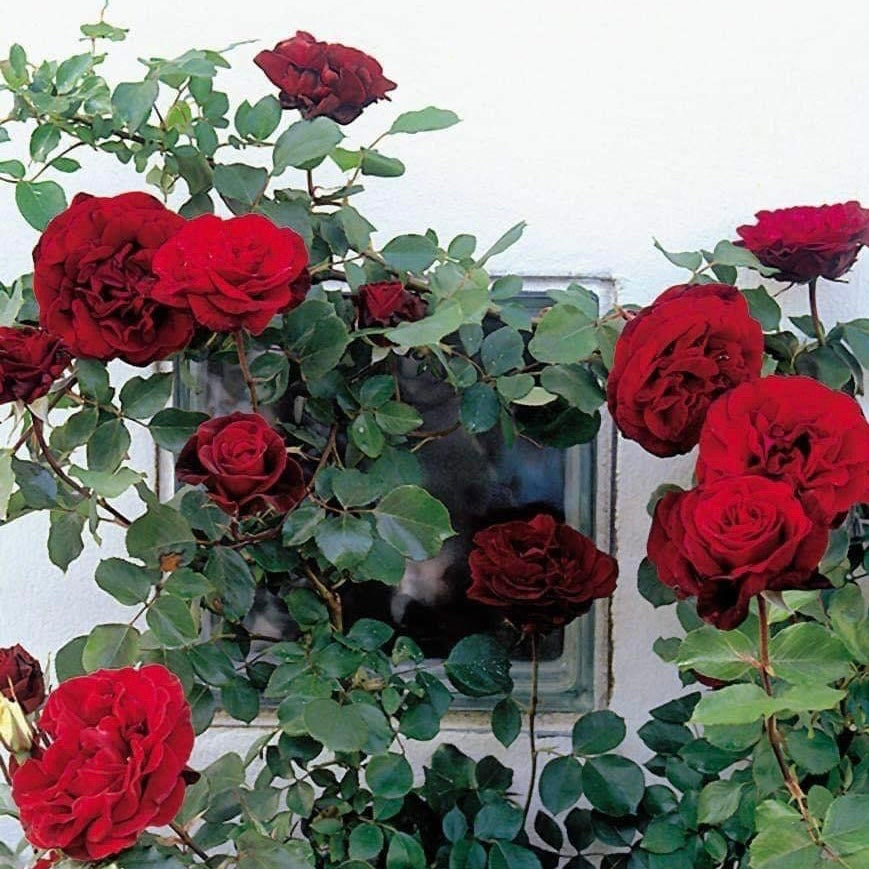 Don Juan- Own Root Rose Plant