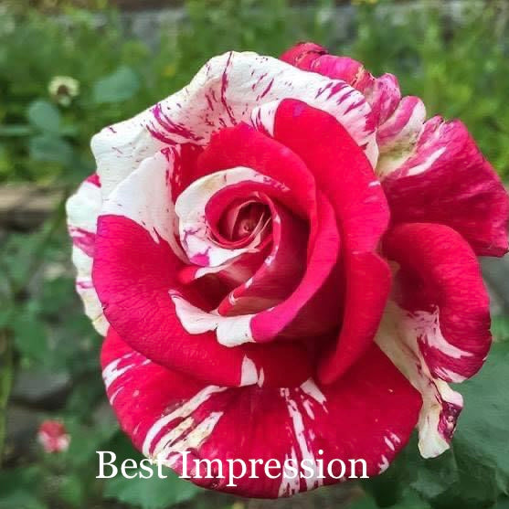 Best Impression