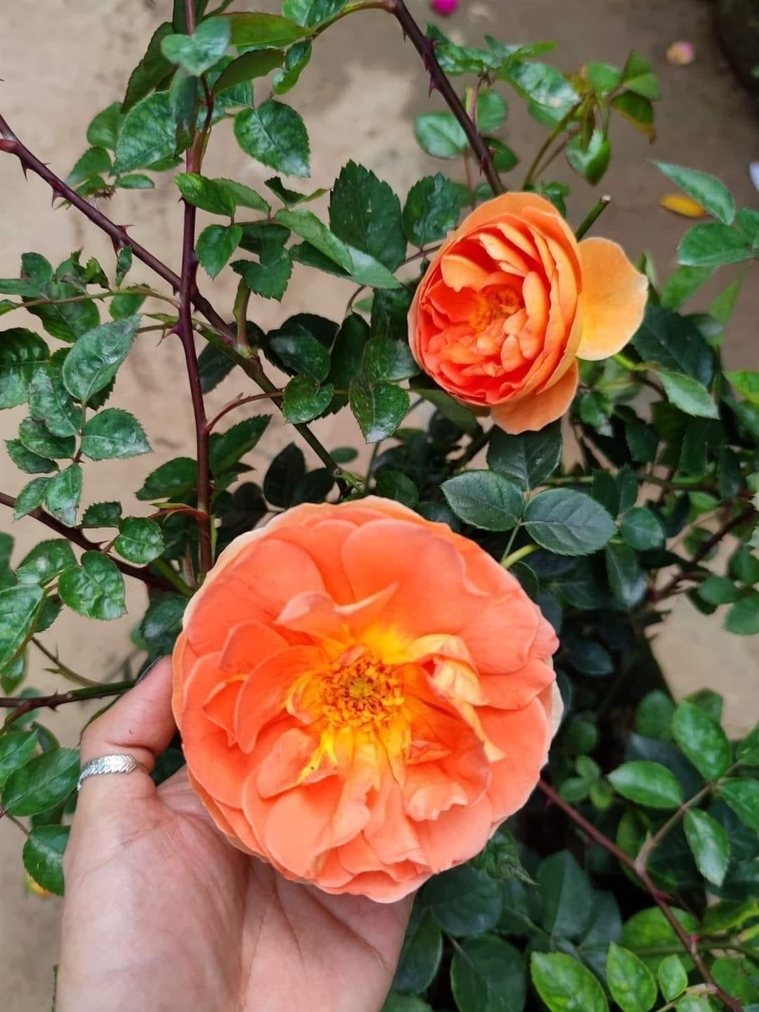 Pat Austin Rose