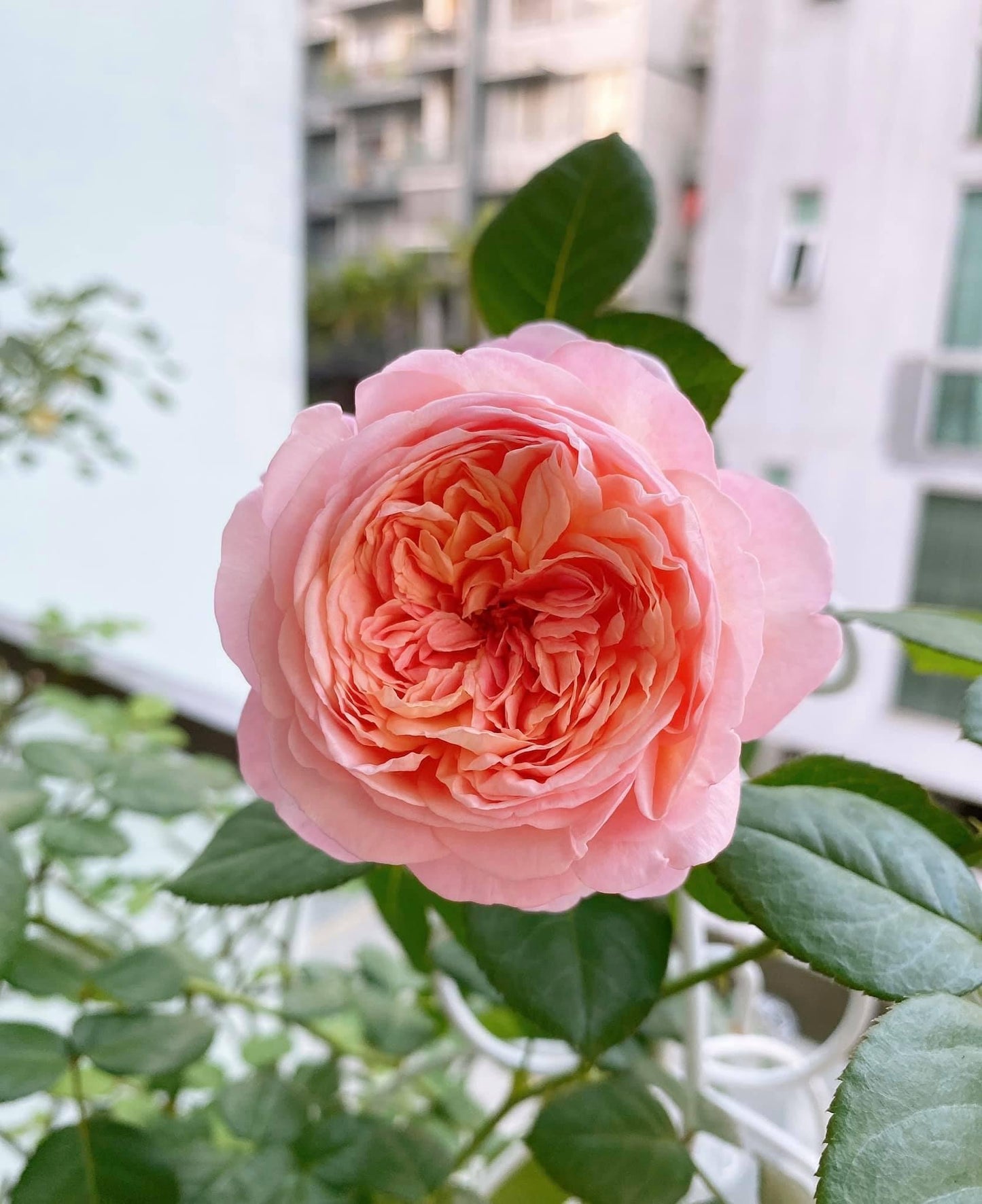 Aube Rose