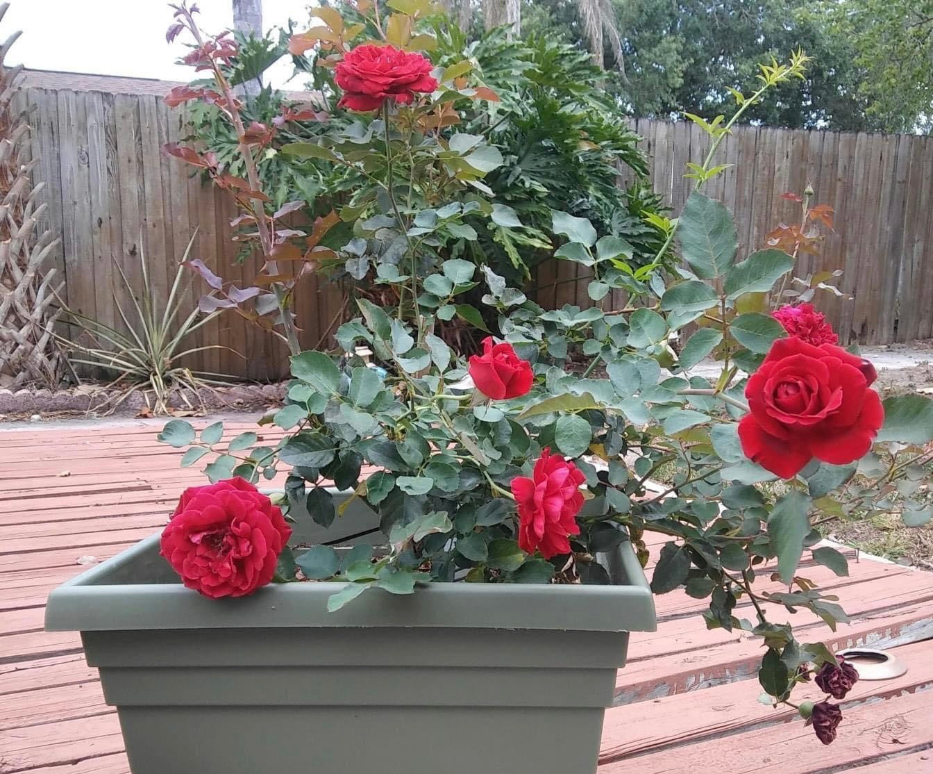 Don Juan- Own Root Rose Plant