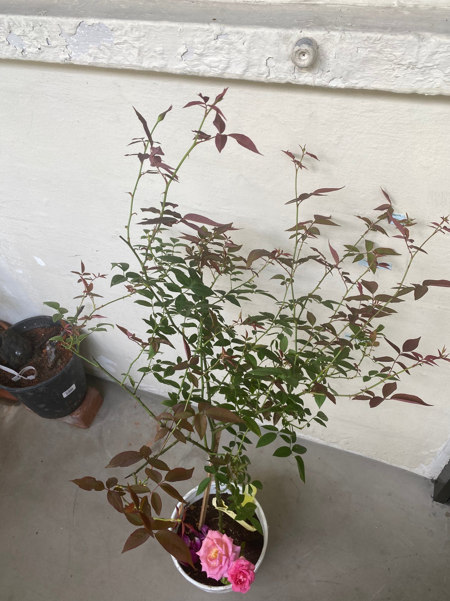 Rare ID- Hume’s Blush Tea-Scented China Rose ( Dao Co)
